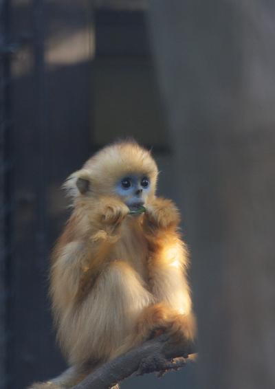 横浜動物園ｽﾞｰﾗｼｱ