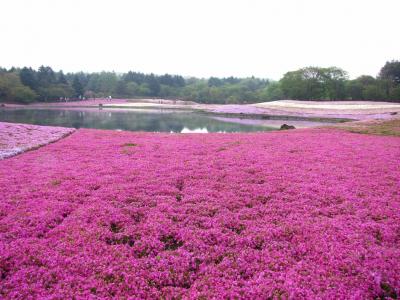 富士芝桜まつり
