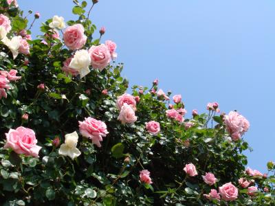 ５月の京成バラ園?：バラいろいろ