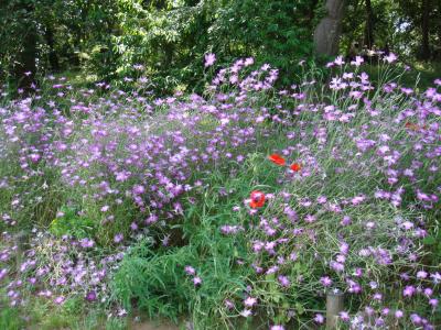 ５月の京成バラ園?：バラ以外の花々