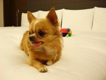 ドッグフレンドリーなスモールラグジュアリー@ハイアットリージェンシー箱根 スパ&リゾート