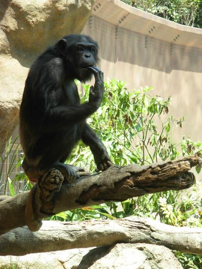 休園日！　じゃ～ないゾ～　・・・　『　横浜　動物園　（ズーラシア）　』　　再　訪問！ 