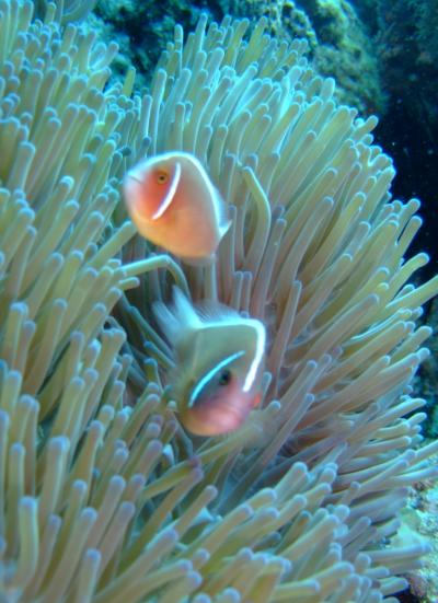 ダイバーはげおみの慶良間諸島★阿嘉島ダイビング2009春～その2～