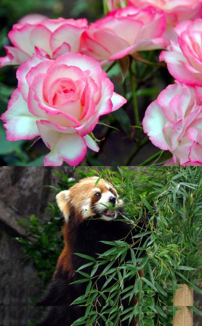 野毛山公園　動物園とバラの花