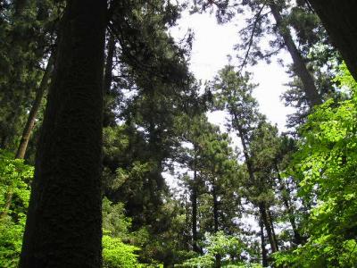 初夏の高尾山。