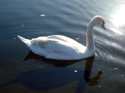 イギリスハイライト8日間:7~8日目(ロンドン→成田)