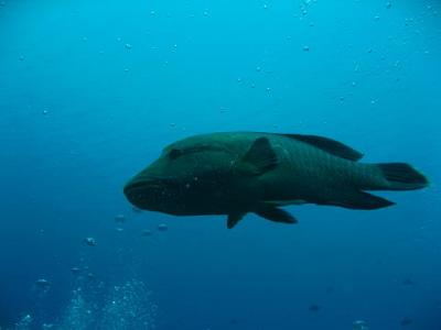 ３回目のパラオ