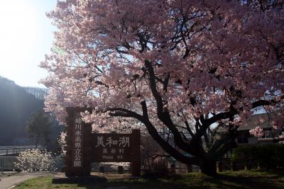 美和ダムと桜
