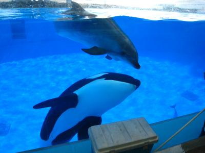 名古屋港水族館・くぅ～ちゃん。