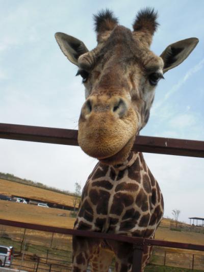 奥の早道　福島と新潟を巡るゴールデンウィーク高速道路千円の旅 ６　サファリパークの動物たち　09春