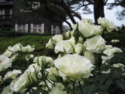 薔薇の館/旧古河庭園　