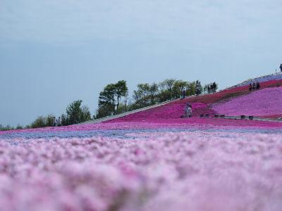 芝桜の丘