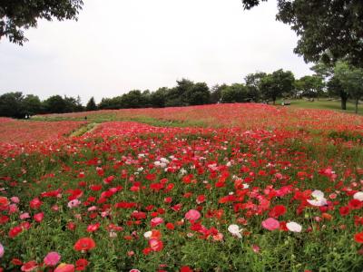 自然の中で癒されて（昭和記念公園前編）