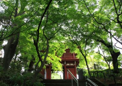 新緑の本土寺　千葉県