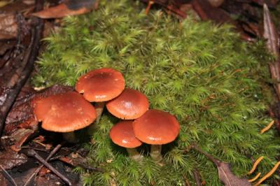 タスマニアを歩く(13) Mt.Field N.P.：Fungiの森を歩く ～2009年 GW～