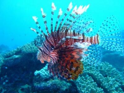 《 フィジー 》 ダイビング＠コーラルコースト 1日目