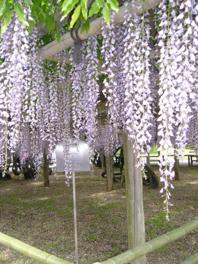 日帰りバスツアーで行こう!宇治平等院&信楽焼祭り