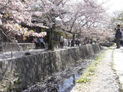 ｢桜で華やぐ古都･京都と朝一番で吉野山を歩く旅｣～1日目京都～　【作成中】