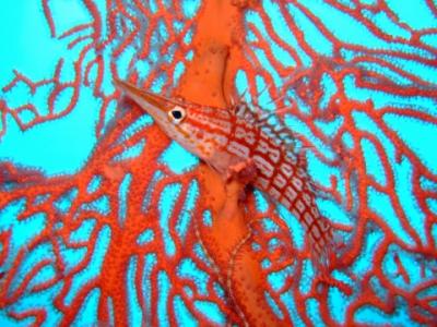 《 フィジー 》 ダイビング＠コーラルコースト 2日目