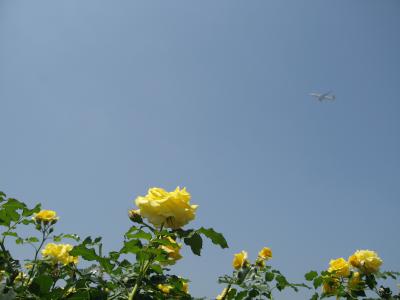 海の中道海浜公園 バラの香りに誘われて