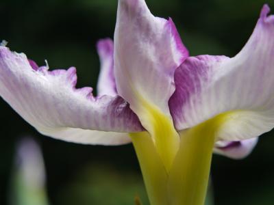 三重　亀山公園の花しょうぶ