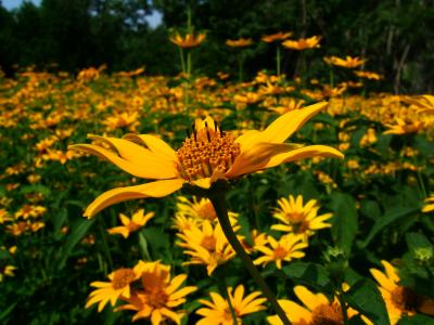 Shenandoah national park, Luray Caverns, Washington DC（2007年夏の旅行記）