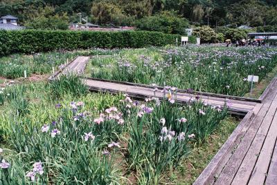 かわづ花菖蒲園