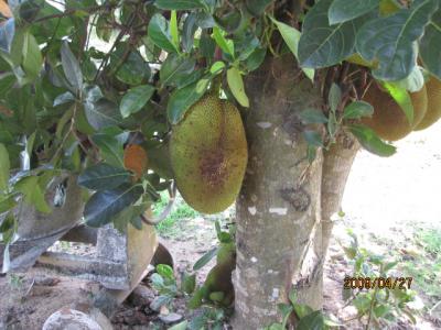 遥かなるメコン（１１）ミャワデイ・くだものの実る寺。