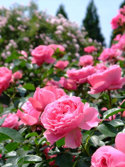 綺麗な薔薇が見たくて日帰りドライブ（前編）・・・湧永満之記念庭園へ