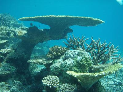 3泊4日マンタに会いに石垣島へ　2　Okinawa