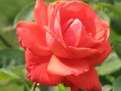 都心のオアシス「ザ・プリンスパークタワートウキョウのバラ庭園」を訪問