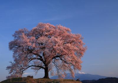 山梨の桜