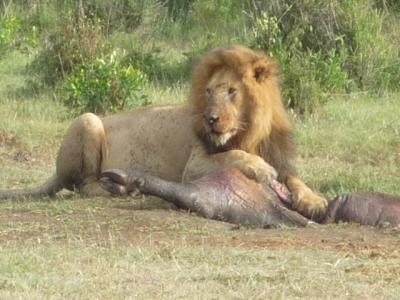 ケニア　野生の王者　ライオン