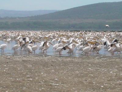 【ケニア・ナイロビ】ナクル湖NPのフラミンゴ