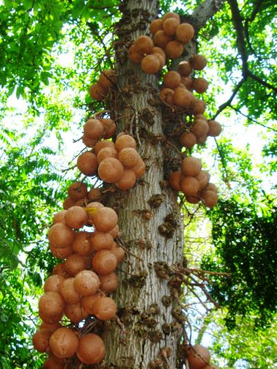 OAFU−11　フォスター植物園で巨木と対面　☆広島・鎌倉記念碑もあって