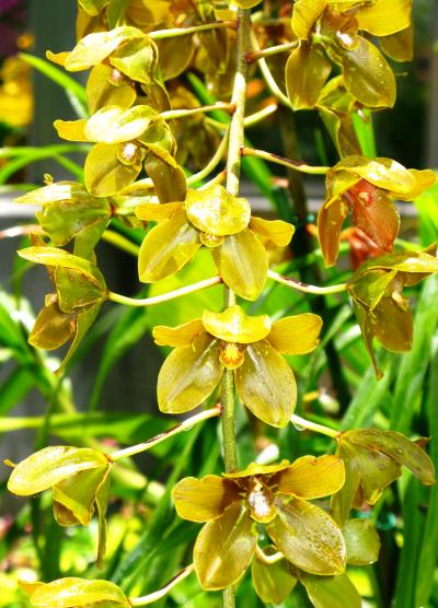 OAFU−12　フォスター植物園で会った花々たち　☆ラン用温室も立派に