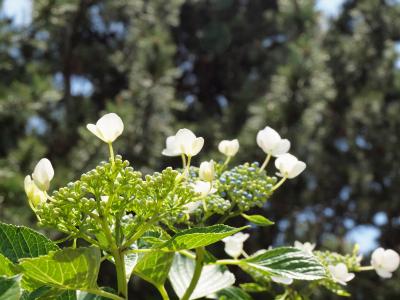 ２００９年５月３１日　横浜八景島のお花たち