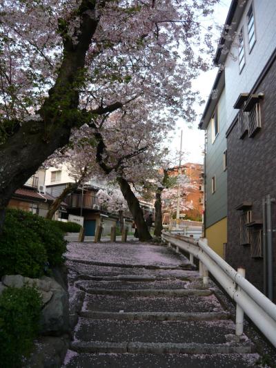 五月山公園　お花見