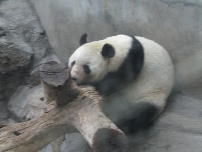 パンダが見たくて北京まで  ?