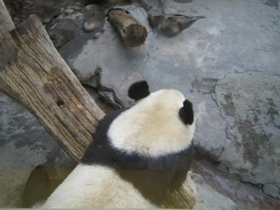 パンダが見たくて北京まで　?