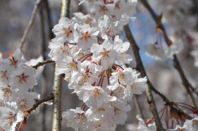 2009年3月30日の京都の桜の写真
