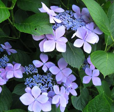 あじさいの長谷寺