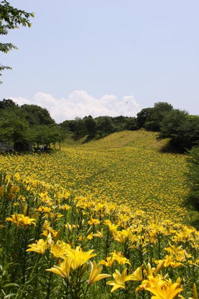 ■ 可睡ゆりの園  　＜静岡県＞