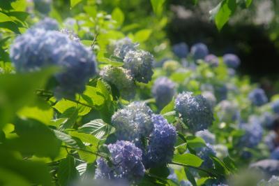 北鎌倉　明月院の紫陽花と花菖蒲