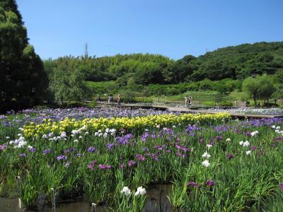 １４万株の花ショウブ【横須賀しょうぶ園】　　その１ 