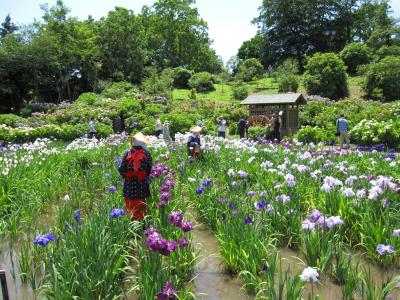 １４万株の花菖蒲　【横須賀しょうぶ園】　（その２）