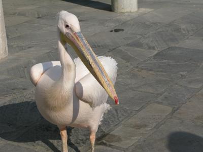 ２度目のリベンジ　ギリシャ旅行　 その6 　デロス島