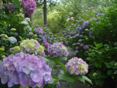 ０９‘６月花めぐり♪下田公園あじさい祭り＆河津バガテル公園♪