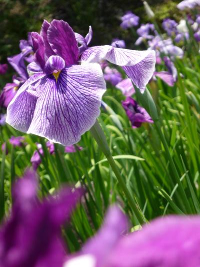 色とりどりの花菖蒲の競演　播州山崎花菖蒲園　