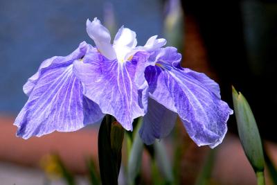 第49回桑名九華公園花菖蒲まつり